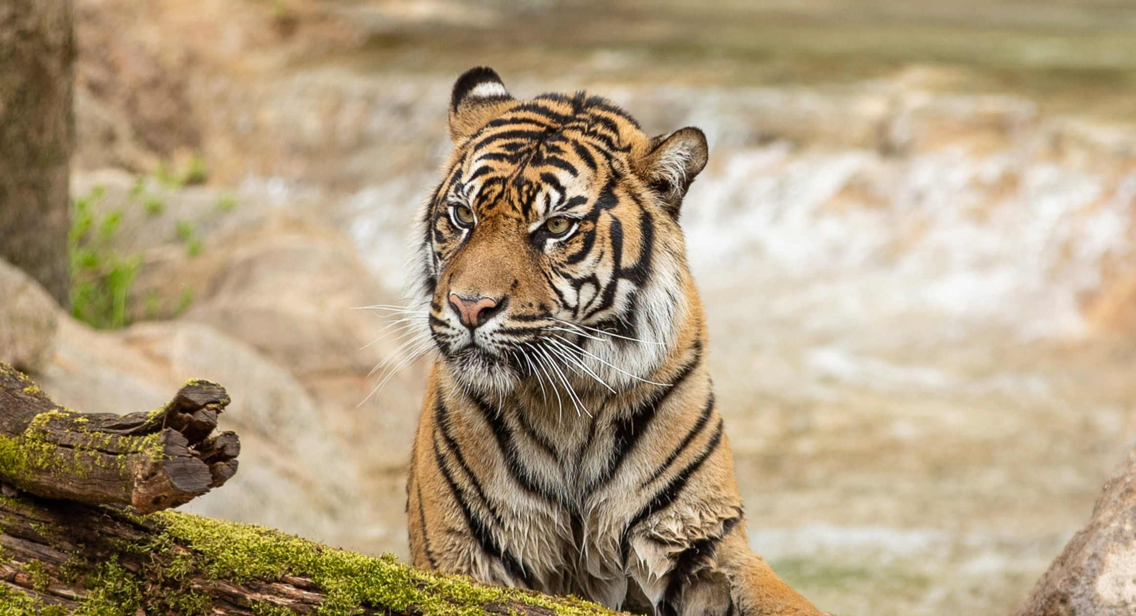 Tiger Crossroads